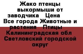 Жако птенцы выкормыши от заводчика › Цена ­ 1 - Все города Животные и растения » Птицы   . Калининградская обл.,Светловский городской округ 